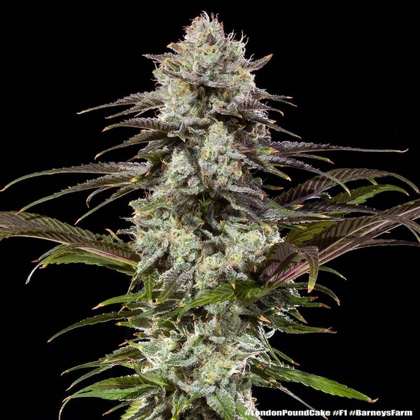 London Pound Cake F1 (Barney's Farm) feminisiert