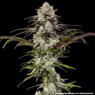 London Pound Cake F1 (Barney's Farm) feminisiert