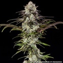 London Pound Cake F1 (Barney's Farm) feminisiert