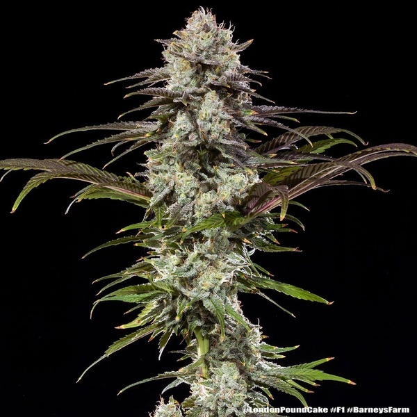 London Pound Cake F1 (Barney's Farm) feminisiert