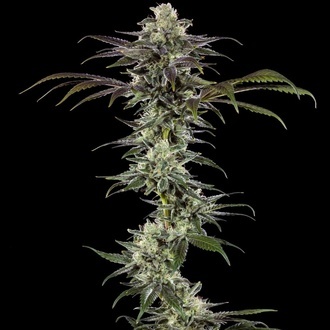 RS11 F1 (Barney's Farm) feminisiert