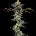 RS11 F1 (Barney's Farm) feminisiert