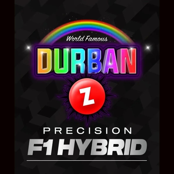 Durban Z F1 (Barney's Farm) feminisiert