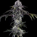 Durban Z F1 (Barney's Farm) feminisiert