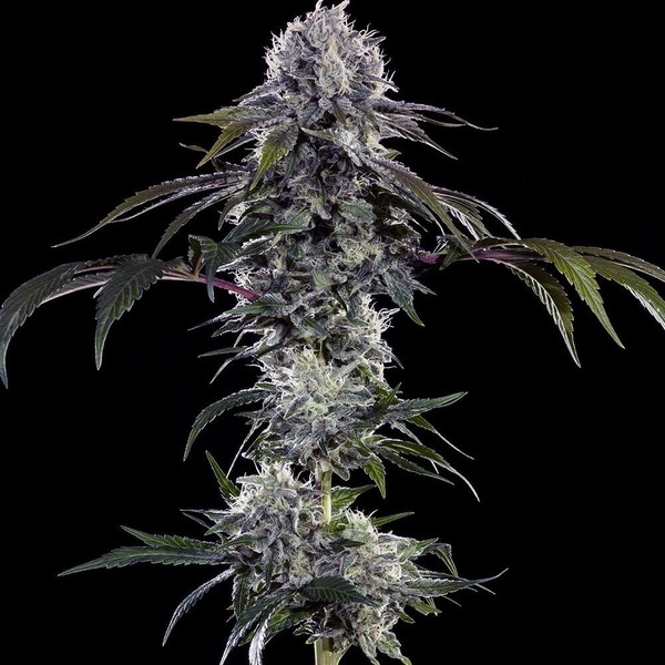 Durban Z F1 (Barney's Farm) feminisiert