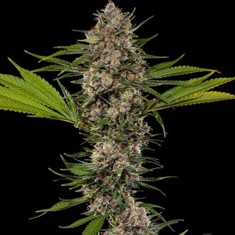 MAC 1 F1 (Barney's Farm) feminisiert