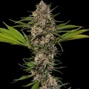 MAC 1 F1 (Barney's Farm) feminisiert