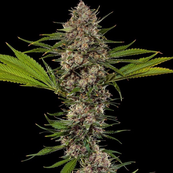 MAC 1 F1 (Barney's Farm) feminisiert