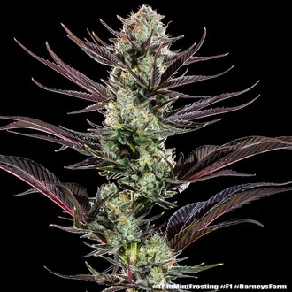 Thin Mint Frosting F1 (Barney's Farm) feminisiert