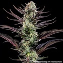 Thin Mint Frosting F1 (Barney's Farm) feminisiert