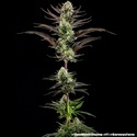 Thin Mint Frosting F1 (Barney's Farm) feminisiert