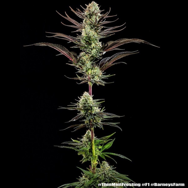 Thin Mint Frosting F1 (Barney's Farm) feminisiert