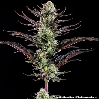 Thin Mint Frosting F1 (Barney's Farm) feminisiert