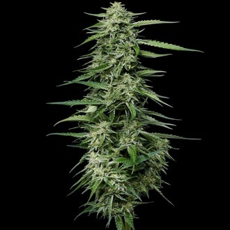 Blueberry Honey (Humboldt Seed Company) feminisiert