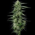 Blueberry Honey (Humboldt Seed Company) feminisiert