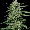Blueberry Honey (Humboldt Seed Company) feminisiert