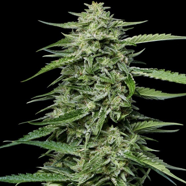 Blueberry Honey (Humboldt Seed Company) feminisiert