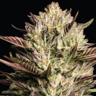 California Octane Triploid (Humboldt Seed Company) feminisiert