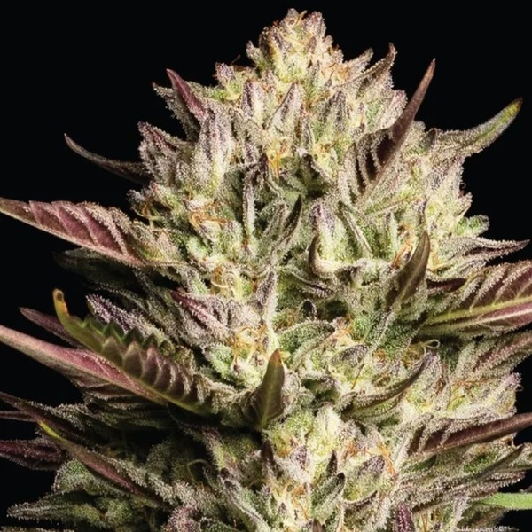 California Octane Triploid (Humboldt Seed Company) feminisiert