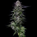 Candy Hustle (Humboldt Seed Company) feminisiert