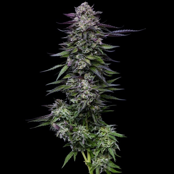Candy Hustle (Humboldt Seed Company) feminisiert
