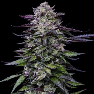 Candy Hustle (Humboldt Seed Company) feminisiert