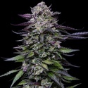 Candy Hustle (Humboldt Seed Company) feminisiert