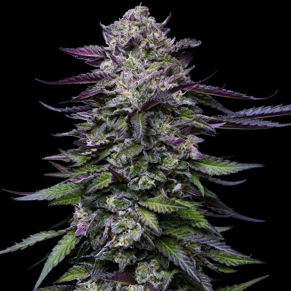 Candy Hustle (Humboldt Seed Company) feminisiert