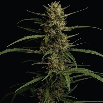 Caribbean Queen (Humboldt Seed Company) feminisiert