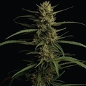 Caribbean Queen (Humboldt Seed Company) feminisiert