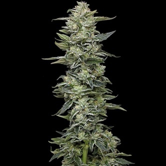 Honey Bear (Humboldt Seed Company) feminized