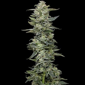 Honey Bear (Humboldt Seed Company) feminisiert