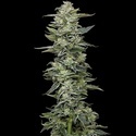 Honey Bear (Humboldt Seed Company) feminisiert