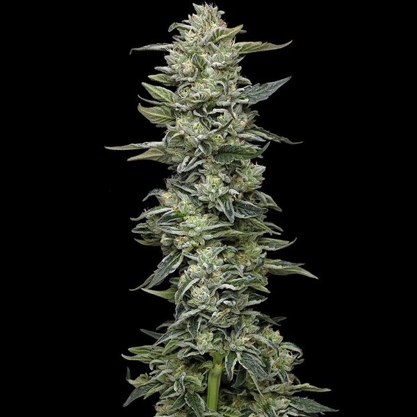 Honey Bear (Humboldt Seed Company) feminisiert