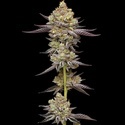 Hyper Za (Humboldt Seed Company) feminisiert