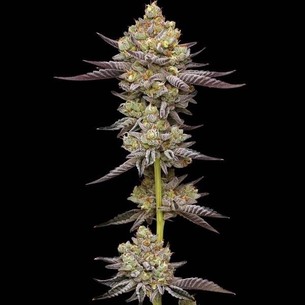 Hyper Za (Humboldt Seed Company) feminisiert