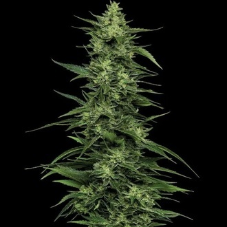 Limez (Humboldt Seed Company) feminisiert