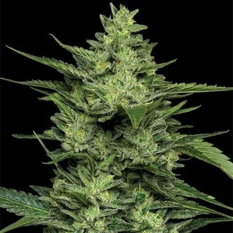 Limez (Humboldt Seed Company) feminisiert