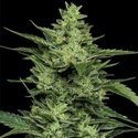 Limez (Humboldt Seed Company) feminisiert