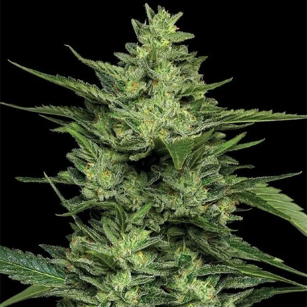 Limez (Humboldt Seed Company) feminisiert