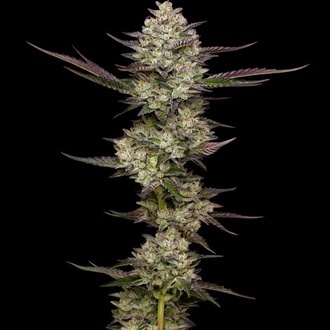 Puff Pastry (Humboldt Seed Company) feminisiert