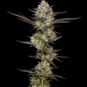 Puff Pastry (Humboldt Seed Company) feminisiert