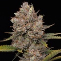 Hella Jelly Automatic (Humboldt Seed Company) feminisiert