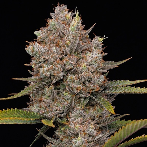 Hella Jelly Automatic (Humboldt Seed Company) feminisiert