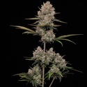 Hella Jelly Automatic (Humboldt Seed Company) feminisiert