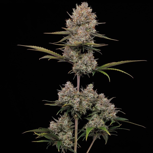 Hella Jelly Automatic (Humboldt Seed Company) feminisiert