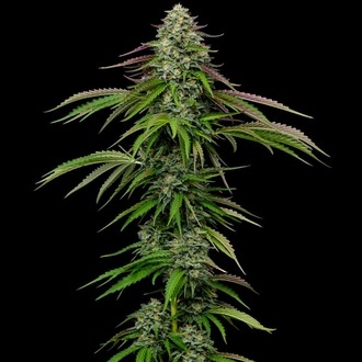 Garlic Budder Automatic (Humboldt Seed Company) feminisiert