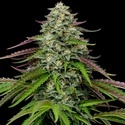 Garlic Budder Automatic (Humboldt Seed Company) feminisiert