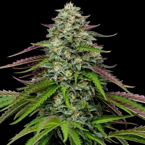 Garlic Budder Automatic (Humboldt Seed Company) feminisiert