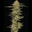 Orange Creampop (Humboldt Seed Company) Feminisiert